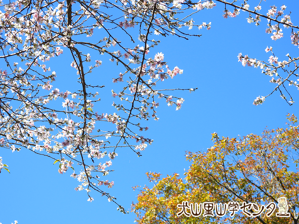 四季桜とコナラ Npo法人 犬山里山学研究所